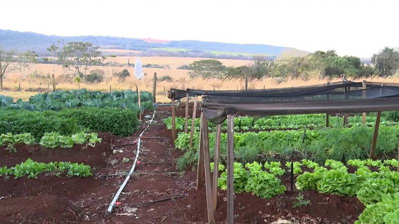 Estudo serve para entender perfil no campo e detalahar ações futuras