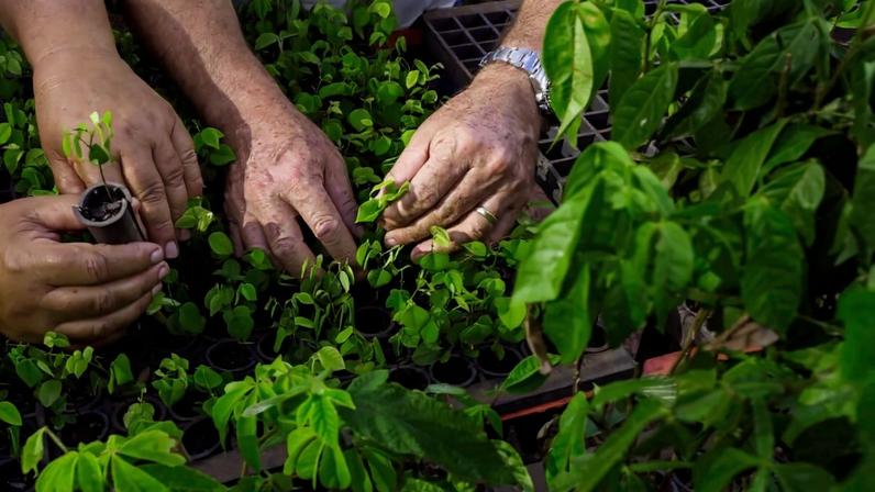 Assentados brasileiros avançam com reflorestamento em plano de recuperação