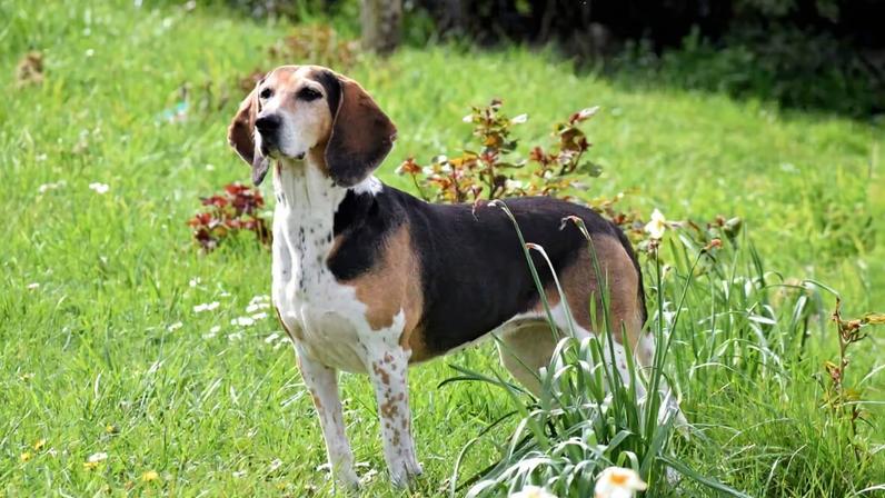 Beagle harrier: conheça as características dessa raça de cachorro
