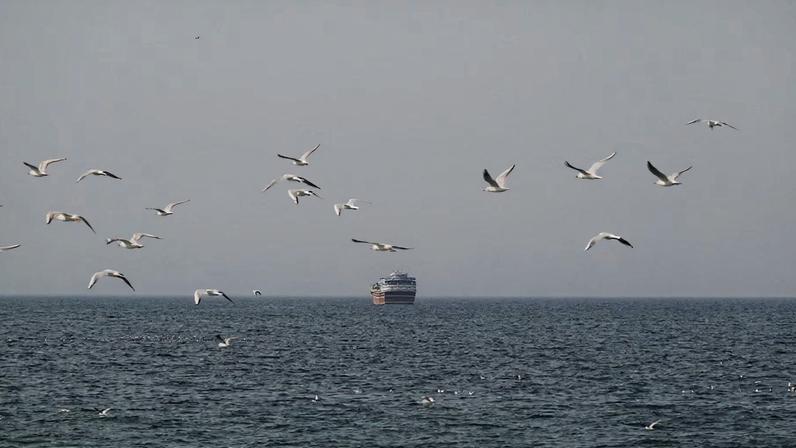 Birds fly near a boat in the Strait of Hormuz amid the U.S.-Israeli conflict with Iran, as seen from Musandam, Oman, March 2, 2026.REUTERS/Amr Alfiky