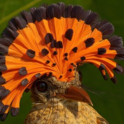 Pássaros mudam; memória indígena é o registro mais antigo que temos