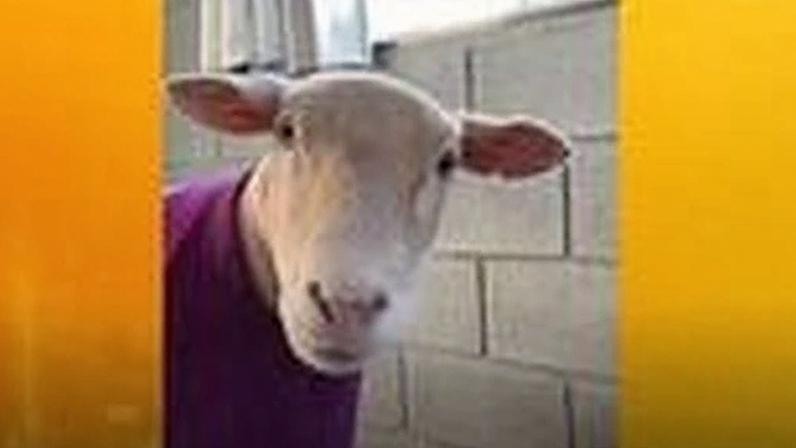 Animal de Lagoa Vermelha (RS) soma milhares de seguidores com vídeos de rotina e afeto