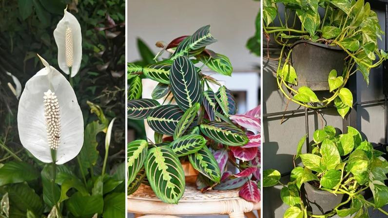 Plantas que não precisam de sol e sobrevivem em qualquer ambiente