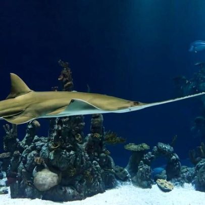 Pequena esperança para o peixe-serra do Sri Lanka, agora temida extinção