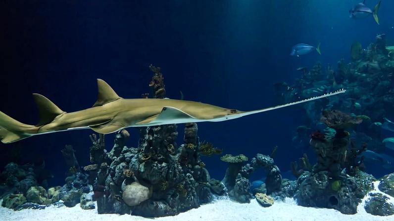 Pequena esperança para o peixe-serra do Sri Lanka, agora temida extinção