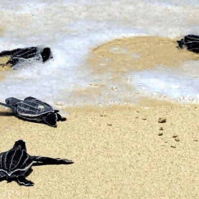 Compost, guaxinins e predação de tartarugas marinhas na Costa Rica