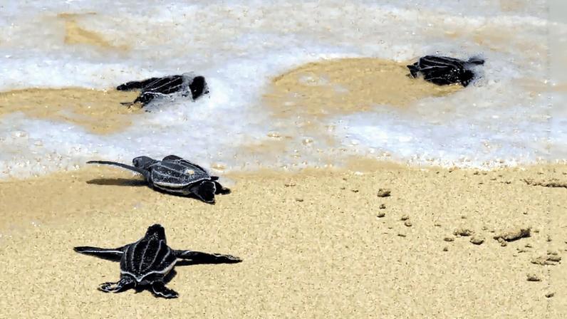Compost, guaxinins e predação de tartarugas marinhas na Costa Rica