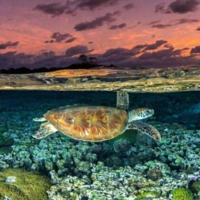 Perspectiva de espécies migratórias piora por perda de habitat e gripe aviária