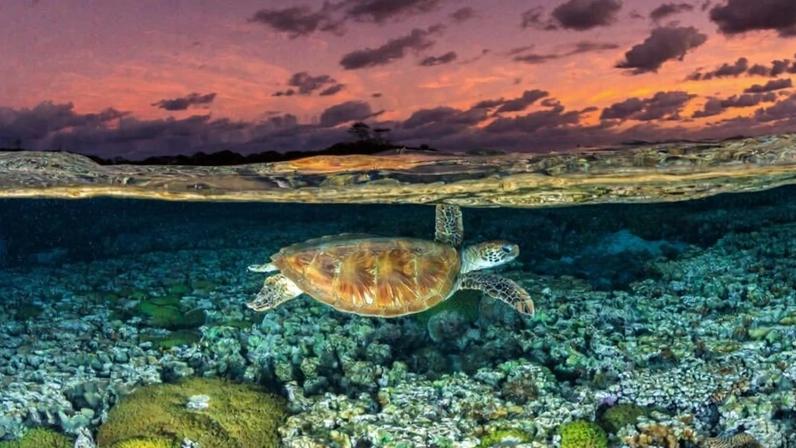 Perspectiva de espécies migratórias piora por perda de habitat e gripe aviária