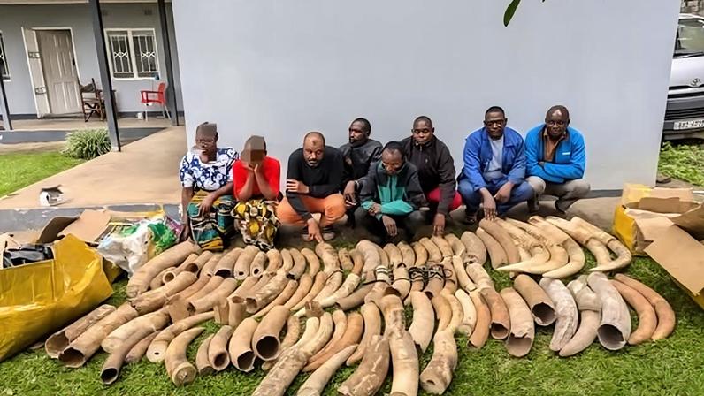 Zâmbia apreende meia tonelada de marfim em grande operação contra tráfico de vida selvagem