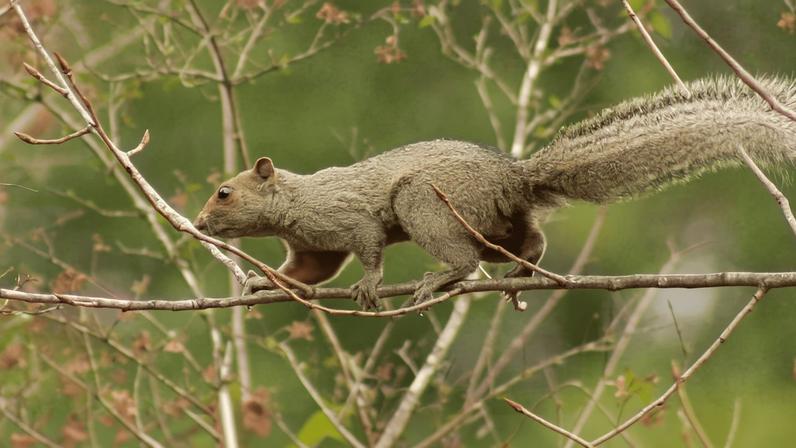 Argentina atualiza lista de mamíferos da IUCN com foco em espécies não nativas