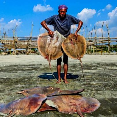 Bangladesh: queda de espécies tradicionais e aumento na pesca de raias e tubarões
