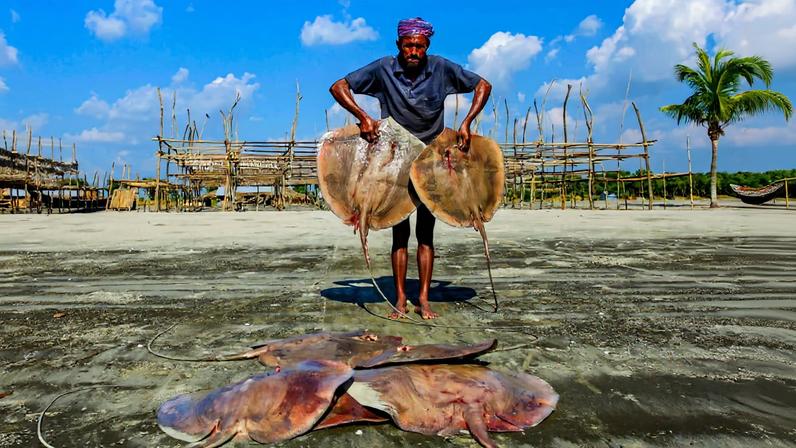 Bangladesh: queda de espécies tradicionais e aumento na pesca de raias e tubarões