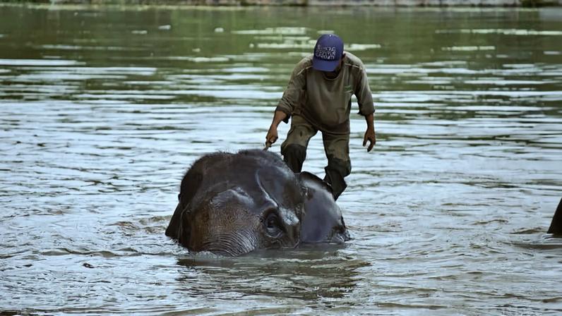 Indonésia propõe reclassificar reserva de elefantes para carbono, críticas
