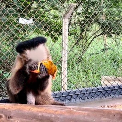 Macaca-prego com diabetes em MG ganhará novo lar