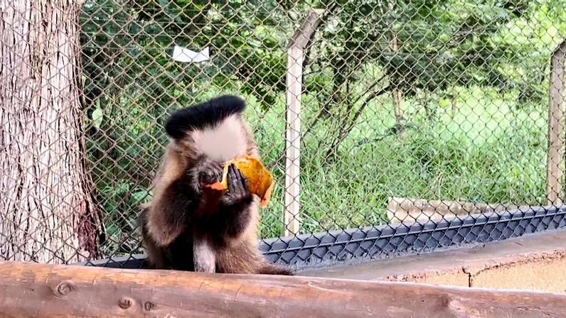 Um macaco sentado sobre uma estrutura de madeira dentro de um recinto cercado por tela metálica. O animal segura uma fruta de cor alaranjada com as duas mãos