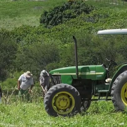 Produção agrícola em Pernambuco deve crescer mais de 50%