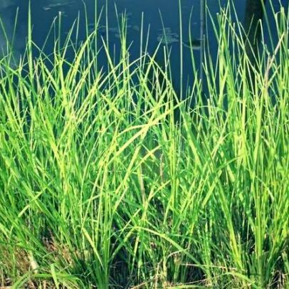 Fitorremediação: plantas ajudam a recuperar solos e águas contaminadas