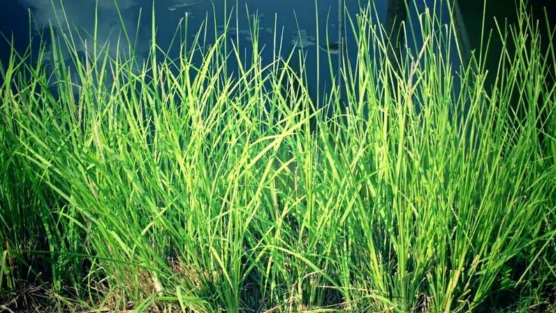 Fitorremediação: plantas ajudam a recuperar solos e águas contaminadas