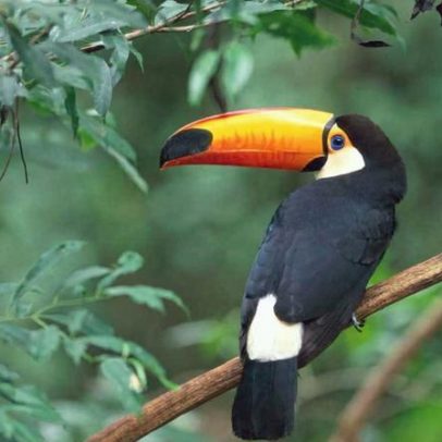 Conhecimento indígena confirma o que cientistas observam: aves desaparecem