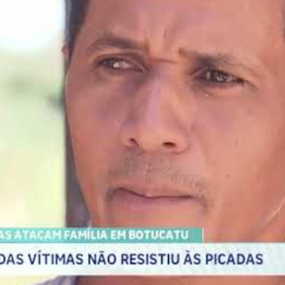 Abelhas atacam família em Botucatu; vítima falece