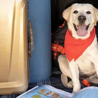 Companhias aéreas barram pets por porte ou raça?