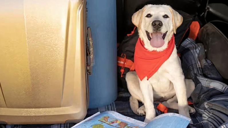 Porte do animal influencia a forma de transporte