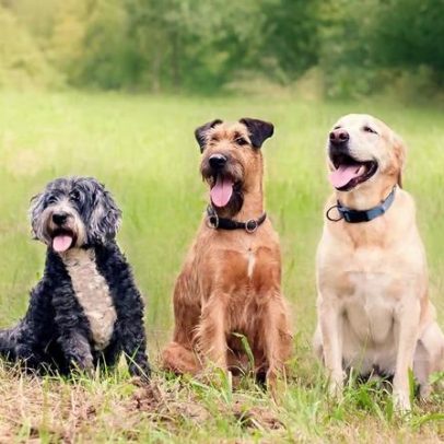Origem dos cães é revelada por análise de DNA de 14 mil anos