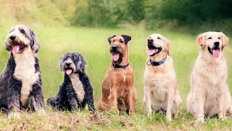 Origem dos cães é revelada por análise de DNA de 14 mil anos