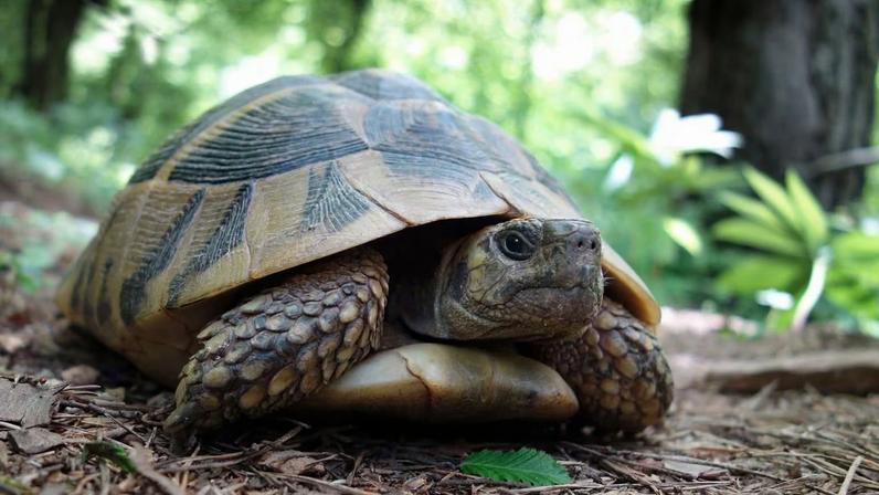 Alimentação foi decisiva para tartarugas enfrentarem o colapso global dos dinossauros (Imagem: Getty Images via Canva)