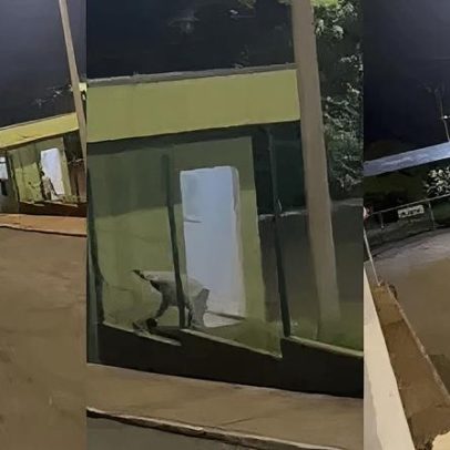 Funcionário de parque é preso por agredir cachorro com bambu em MG