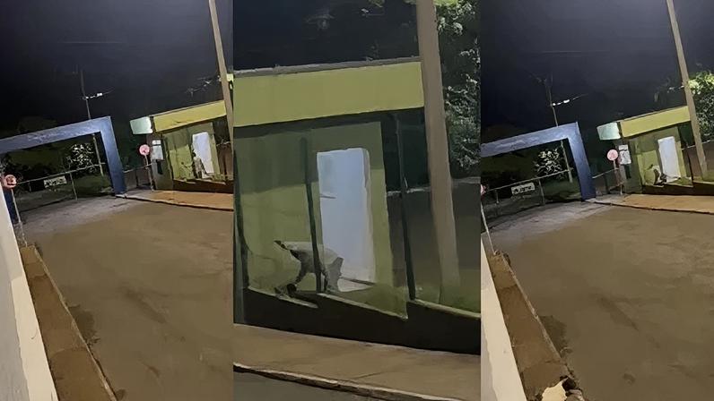 Vigilante de parque espanca cachorro com bambu e é preso