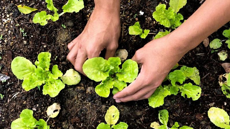 Aprenda a fazer uma mini-horta em casa e melhorar a saúde