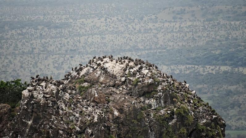 Imagens de satélite identificam colônias de abutres por esterco