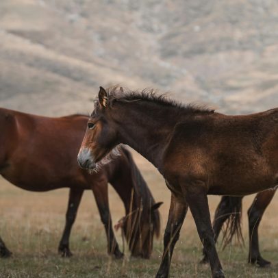 Cavalos recolhidos no oeste dos EUA e para onde serão levados