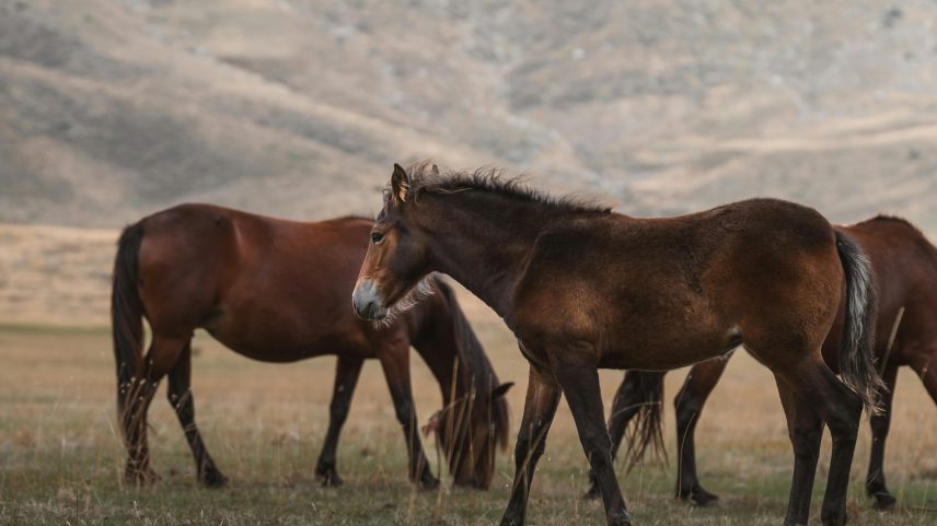 Medida é conduzida pelo BLM (Bureau of Land Management) e começou em março