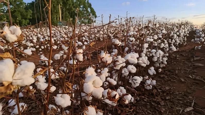 Lavoura de algodão na cidade de Sapezal (MT)