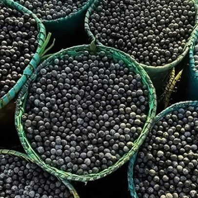 Pará cria programa para impulsionar produção de açaí