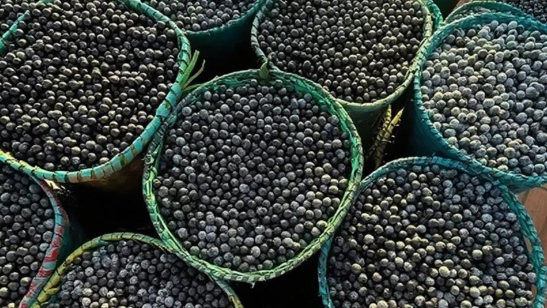 Brasil oficializa açaí como fruto nacional para proteger patrimônio amazônico