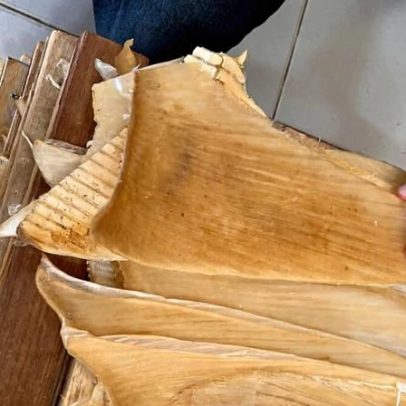 Polícia brasileira apreende mais de 1,5 toneladas de barbatanas de tubarão