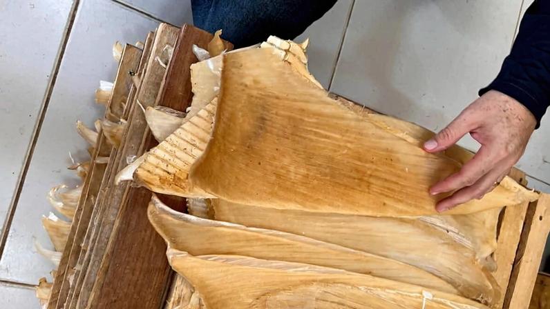 Shark fins confiscated in Brazil