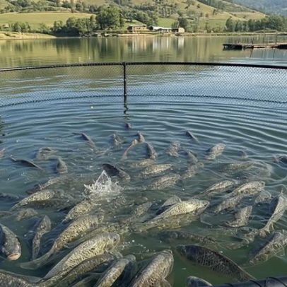 Páscoa deve elevar consumo de peixes no Brasil em até 30%