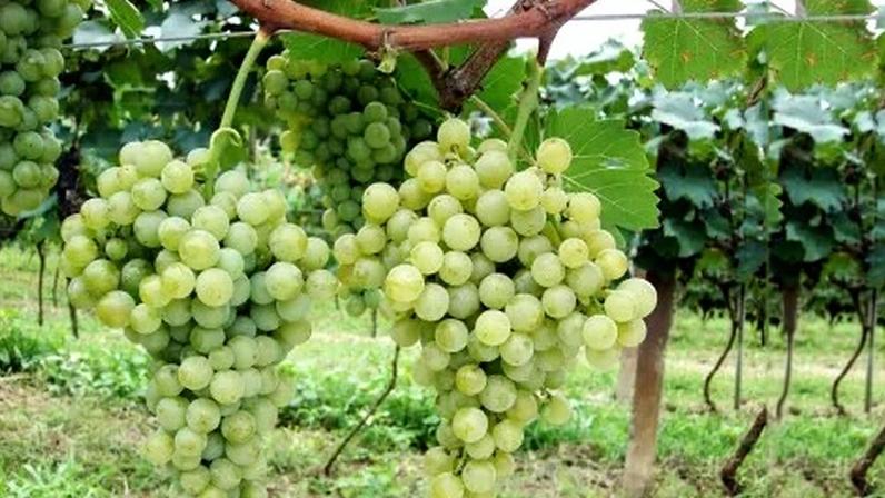 Cultivo de uvas para a produção de vinho tem crescido em regiões menos tradicionais, como o Centro-Oeste