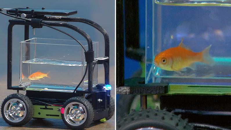 Peixinho-dourado quebra recorde no Guinness