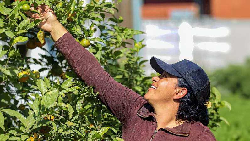 Programa aposta em inovação e renda para fortalecer agricultura urbana
