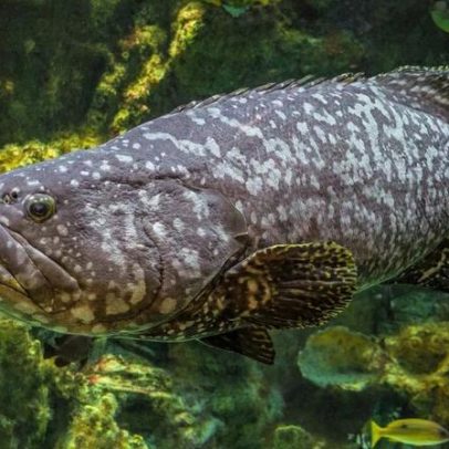 Peixe de 400 kg resiste à extinção em santuário no litoral de Santa Catarina