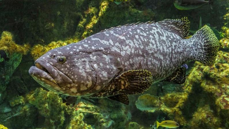Peixe de 400 kg sobrevive e alerta para preservação dos oceanos (Imagem: Getty Images via Canva)