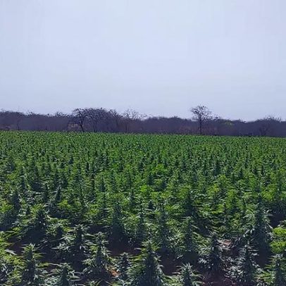 PF desmantela esquema interestadual de tráfico de drogas e lavagem de dinheiro