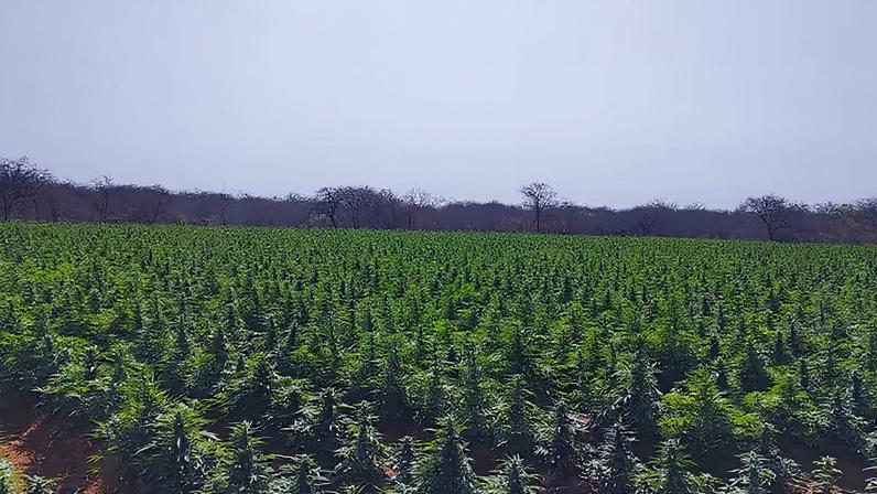 Durante a operação foram incinerados milhares de pés de maconha