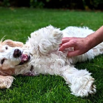Cães respondem a cócegas? Estudo investiga reação canina
